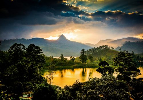 Teeplantagen Bei Sonnenuntergang Sri Pada Gipfel Im Hintergrund Shutterstock 555198655